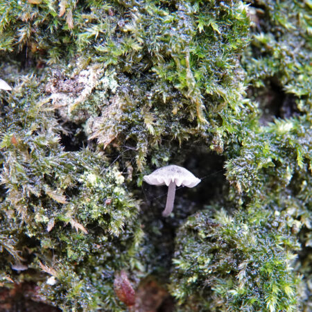 Blauwgrijze schorsmycena