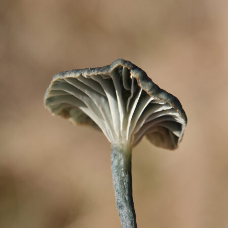 Blauwgroen trechtertje