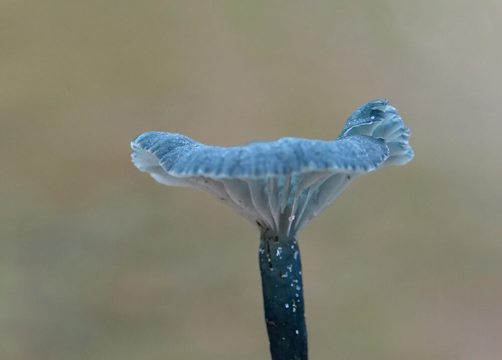 Blauwgroen trechtertje