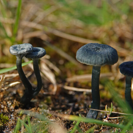 Blauwgroen trechtertje
