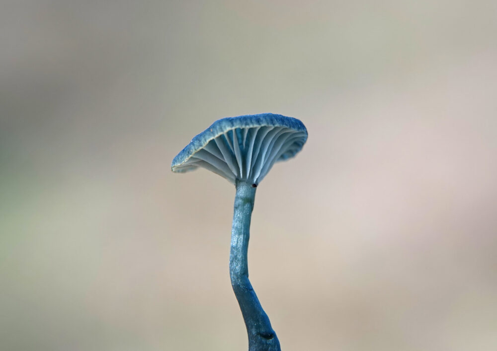 Blauwgroen trechtertje