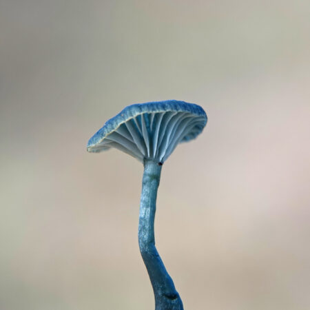 Blauwgroen trechtertje