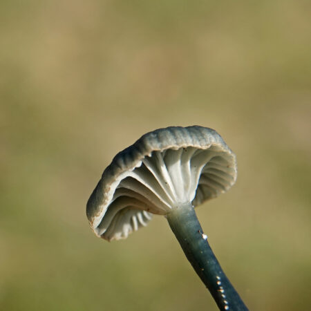 Blauwgroen trechtertje