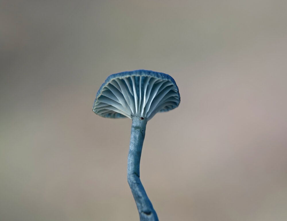 Blauwgroen trechtertje
