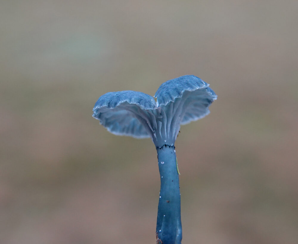 Blauwgroen trechtertje