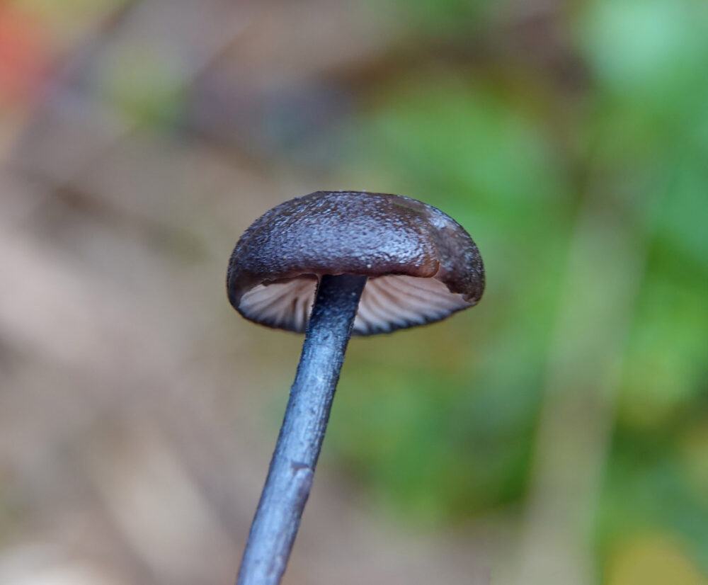 Blauwplaatstaalsteeltje