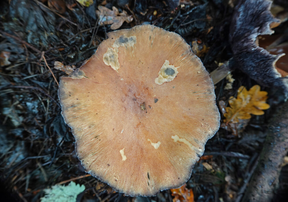 Blauwplaatstropharia