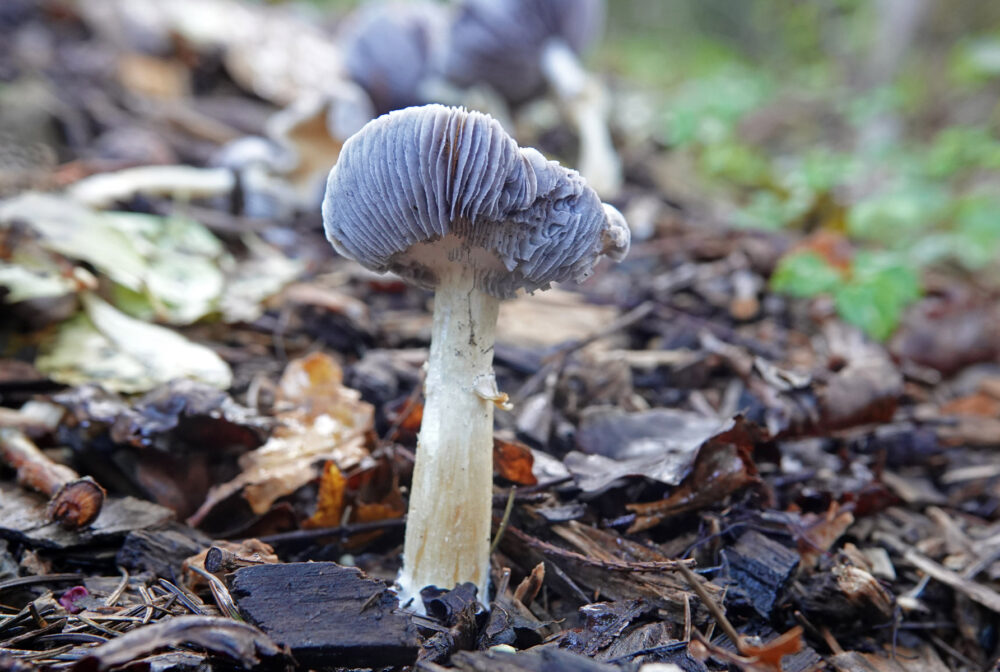 Blauwplaatstropharia