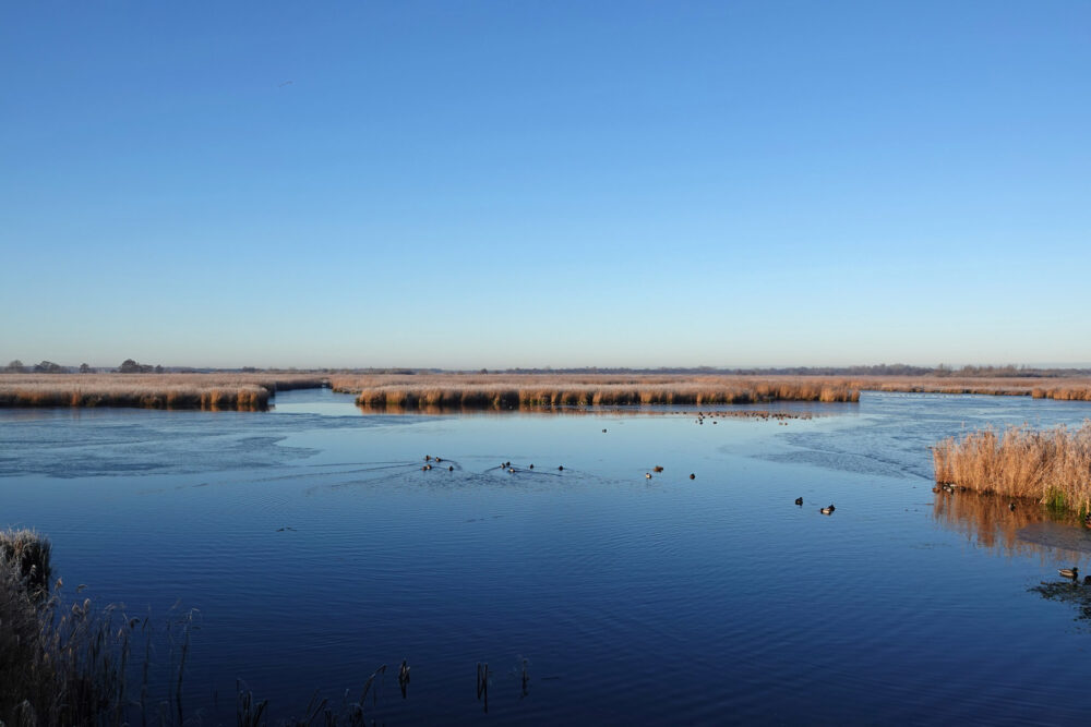 Blauwvennen in de winter