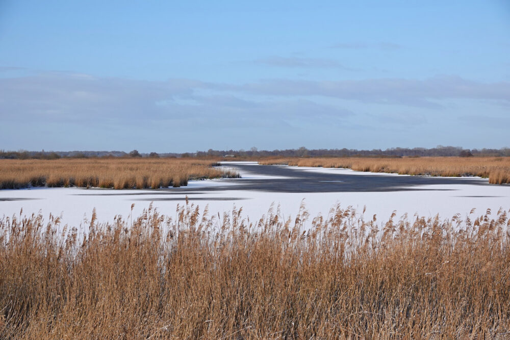 Blauwvennen in de winter