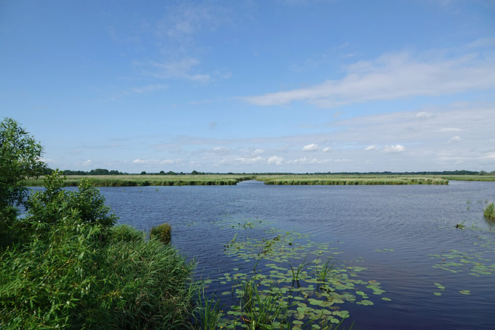 Blauwvennen in de zomer (Onlanden)