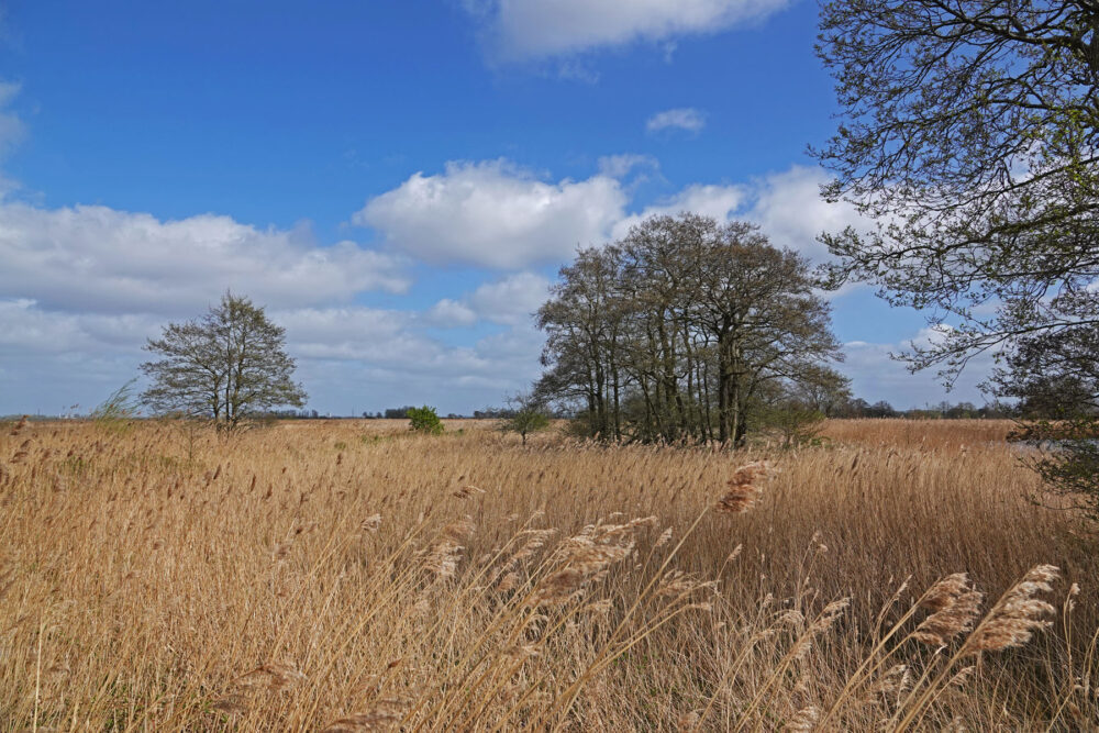 Blauwvennen in het voorjaar (westkant)