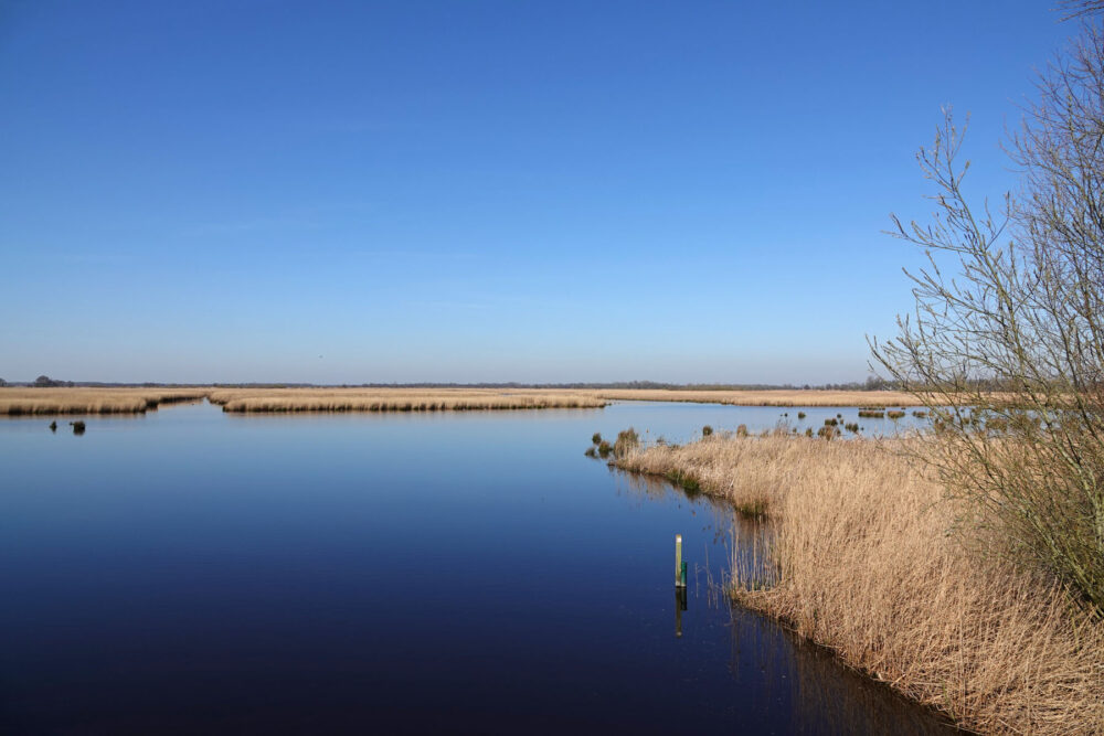 Blauwvennen in het vroege voorjaar