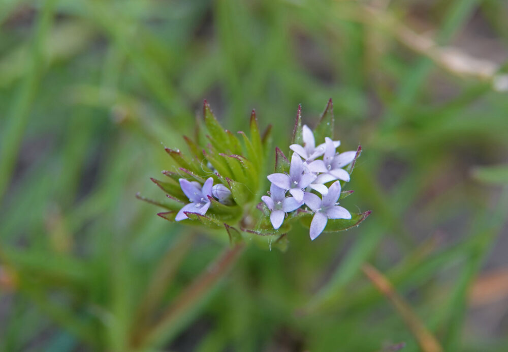 Blauw walstro