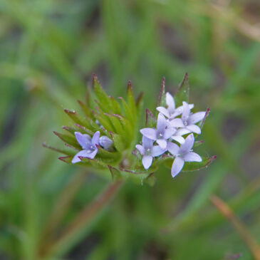 Blauw walstro