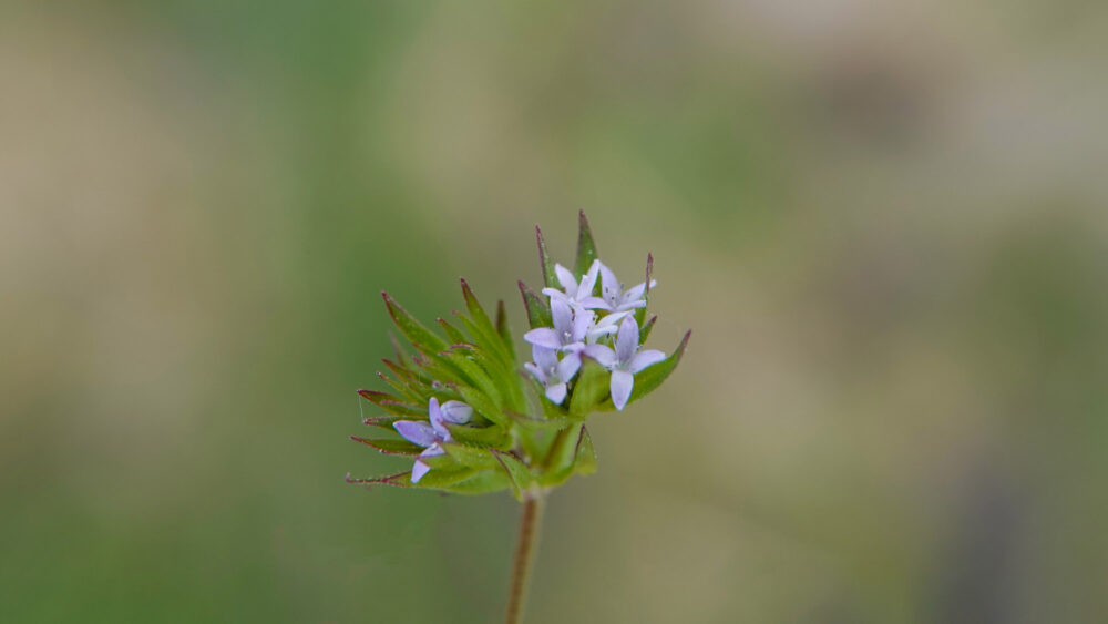 Blauw walstro