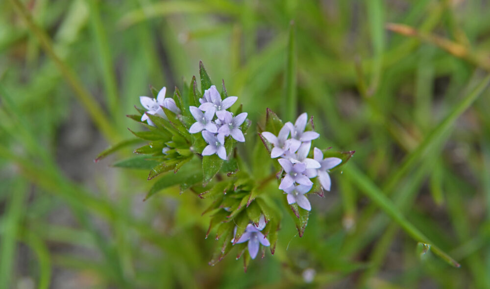 Blauw walstro