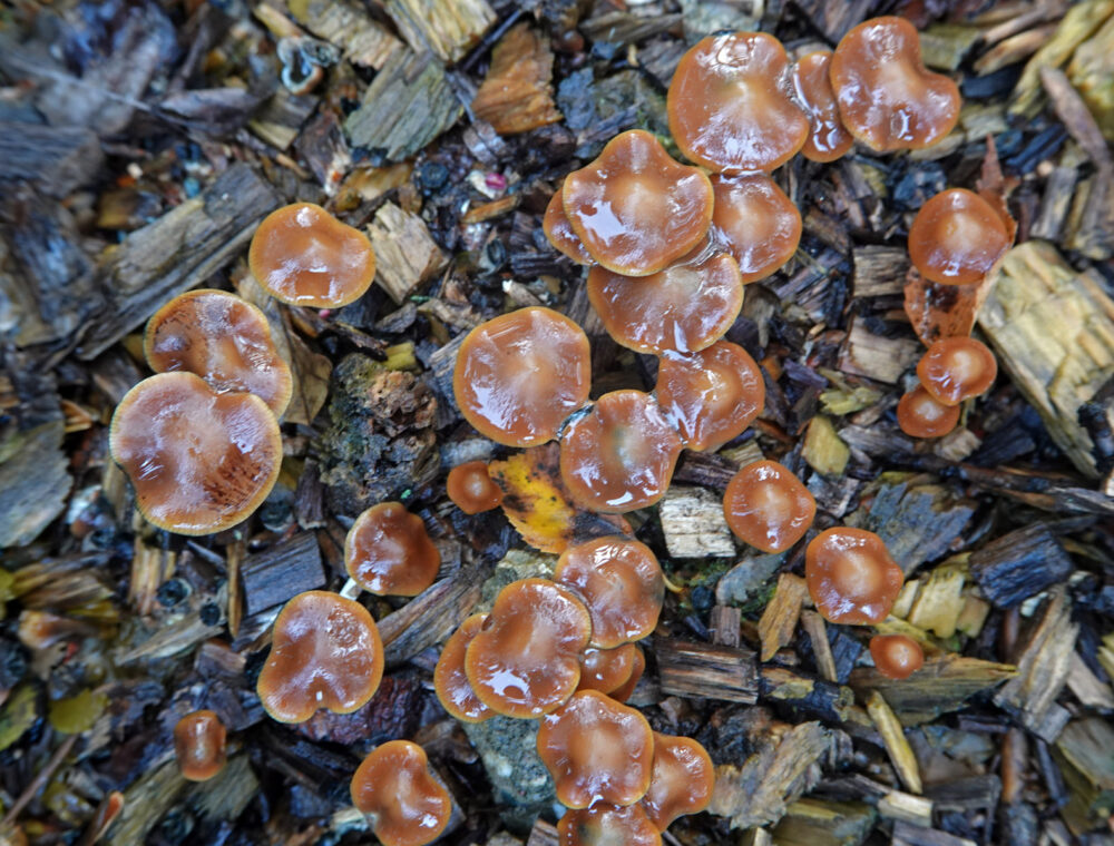 Blauwwordend kaalkopje