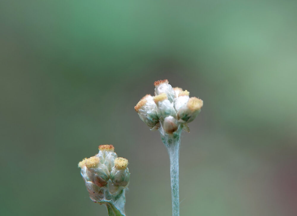 Bleekgele droogbloem