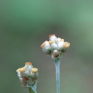 Bleekgele droogbloem
