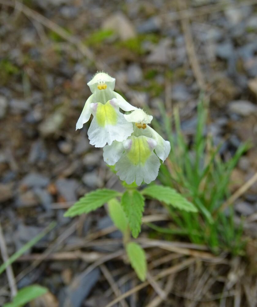 Bleekgele hennepnetel