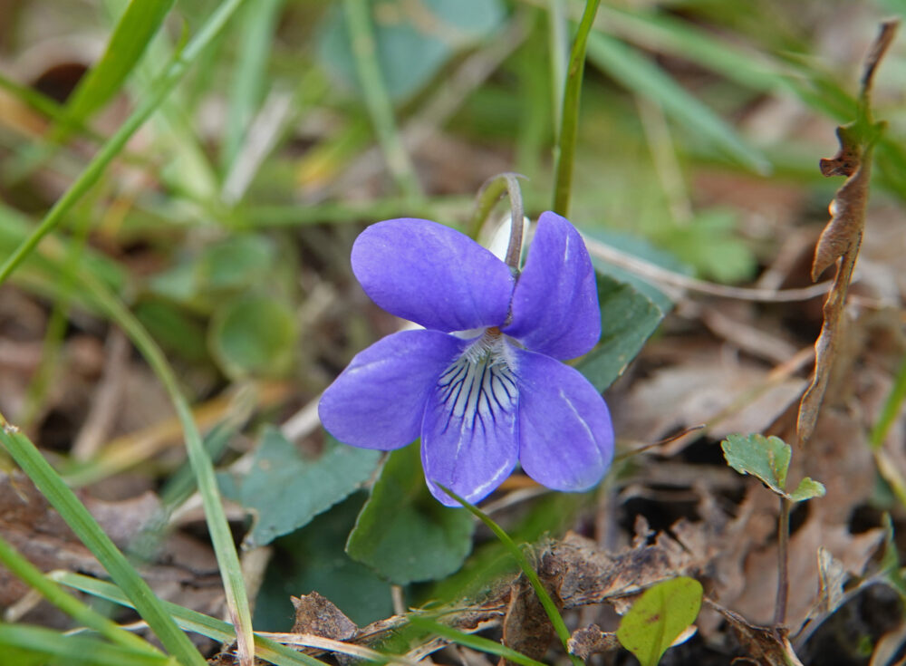 Bleeksporig bosviooltje