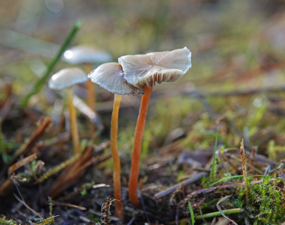 Bleke moeraszwavelkop