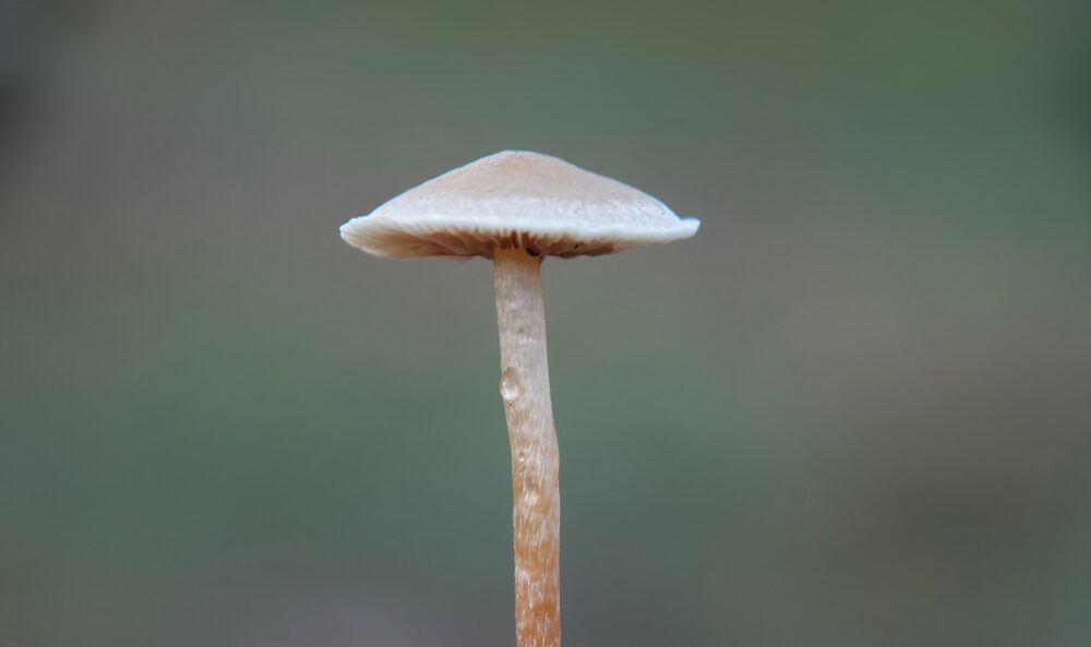 Bleke moeraszwavelkop