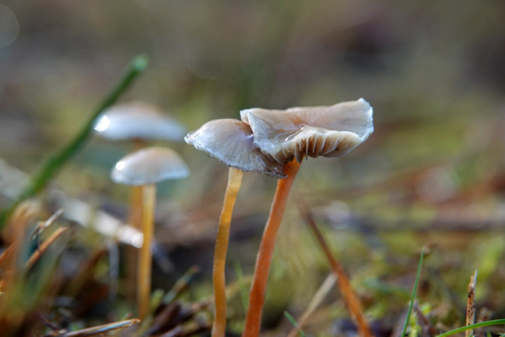 Bleke moeraszwavelkop