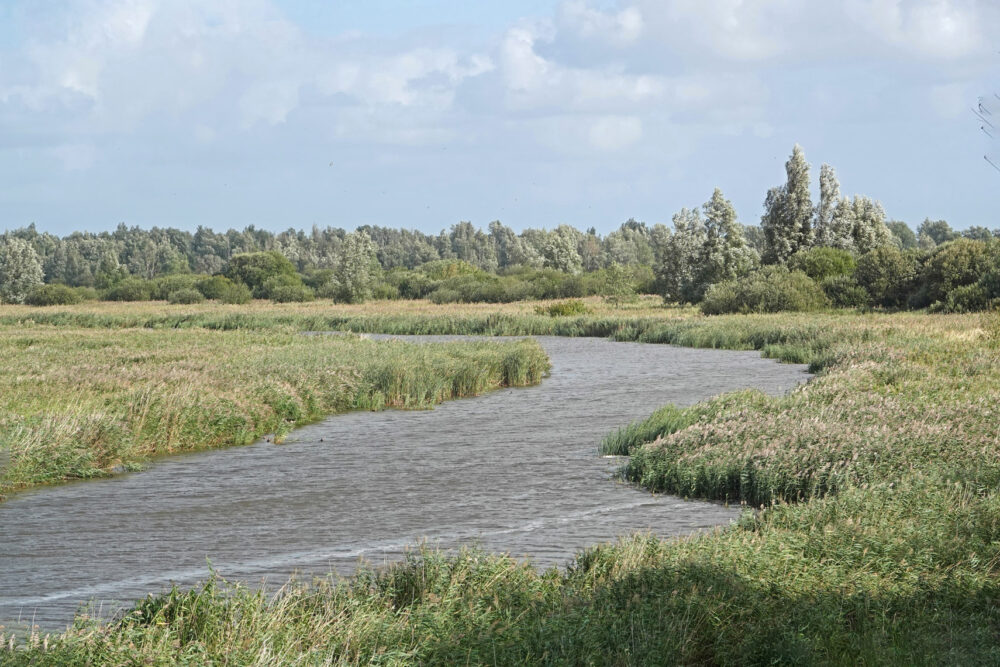 Blikplaatgat in Kollumerwaard (NP Lauwersmeer)