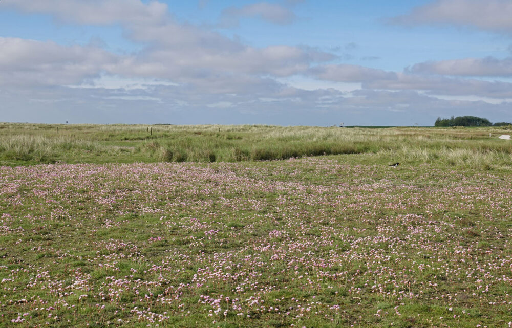 Bloeiend Engels gras op Binnenkwelder (Schiermonnikoog)