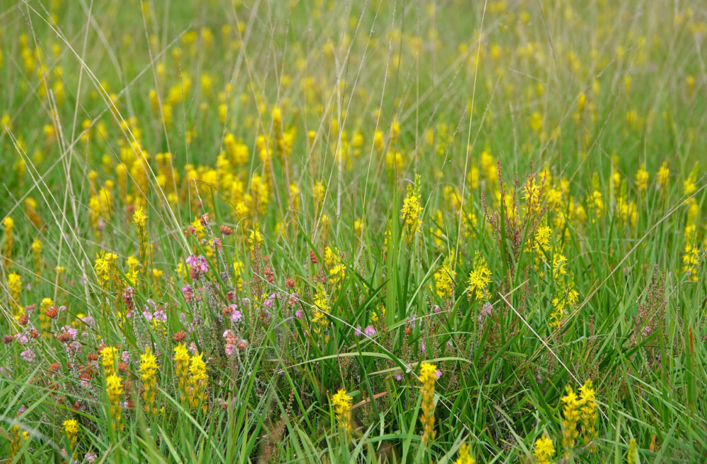 Bloeiend beenbreek op Balloërveld