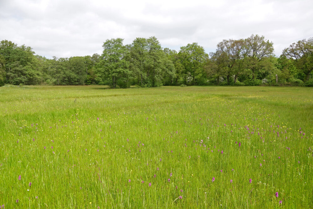 Bloeiend hooiland langs het Anlooërdiepje (Drentsche Aa)