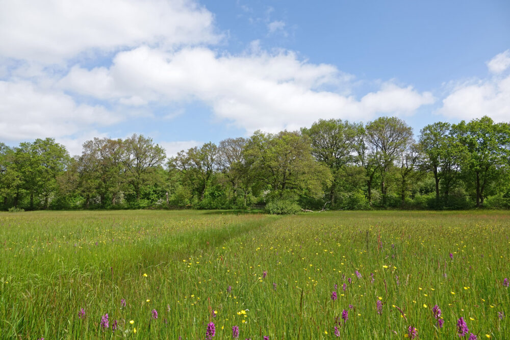 Bloeiend hooiland langs het Anlooërdiepje (Drentsche Aa)