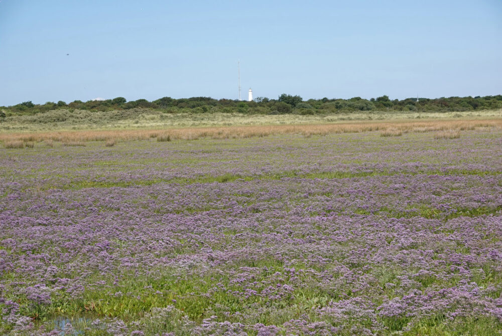 Bloeiend lamsoor op kwelder op het Rif (Schiermonnikoog)