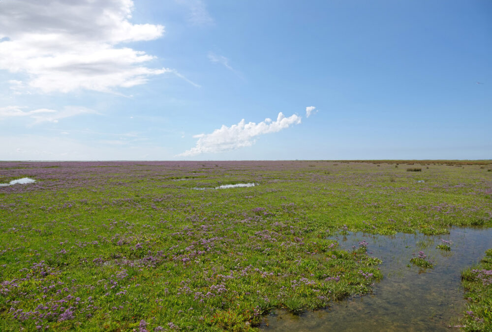 Bloeiend lamsoor op kwelder op het Rif (Schiermonnikoog)