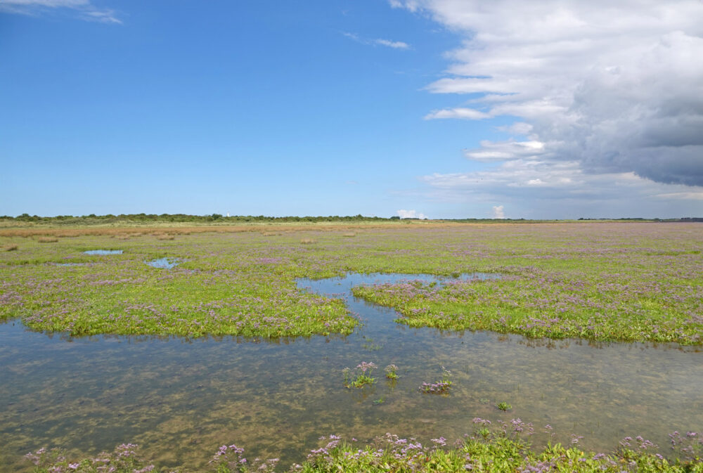 Bloeiend lamsoor op kwelder op het Rif (Schiermonnikoog)