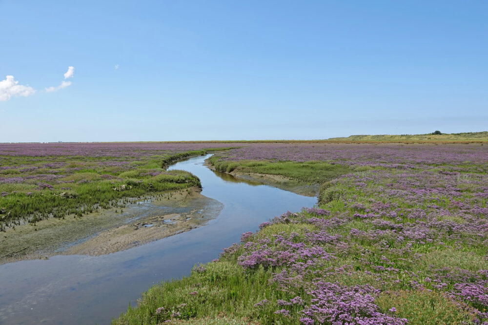 Bloeiend lamsoor op kwelder op het Rif (Schiermonnikoog)