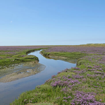 Bloeiend lamsoor op kwelder op het Rif (Schiermonnikoog)