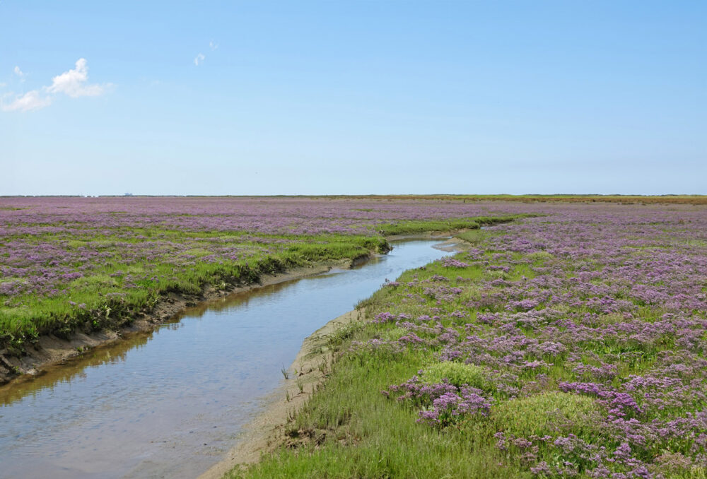 Bloeiend lamsoor op kwelder op het Rif (Schiermonnikoog)