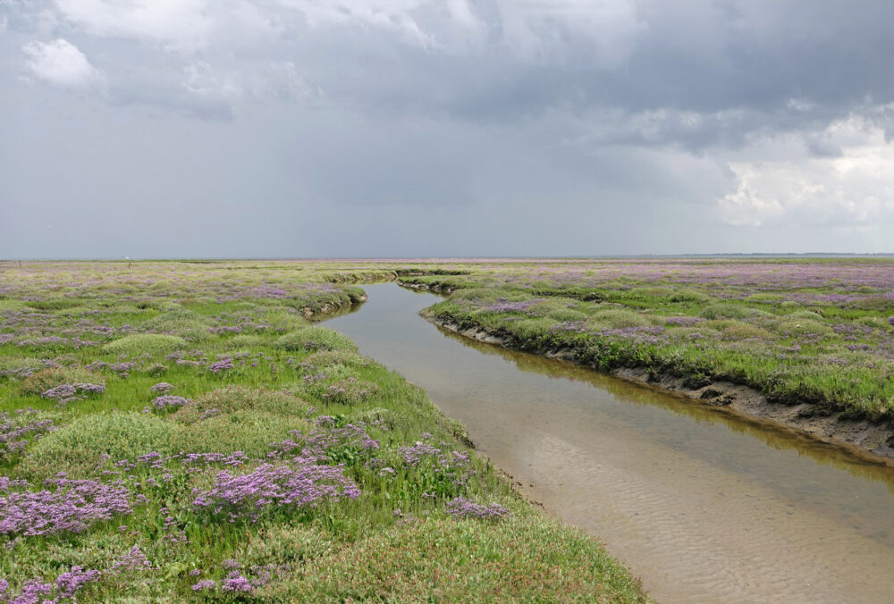 Bloeiend lamsoor op kwelder op het Rif (Schiermonnikoog)