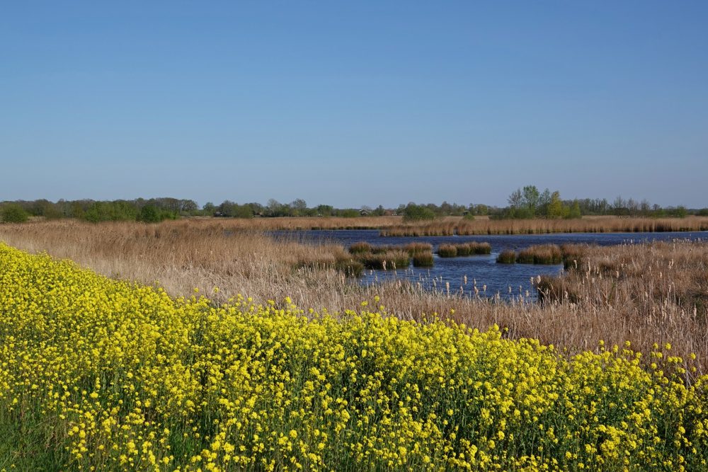 Bloeiend raapzaad langs Langmameer (Onlanden)