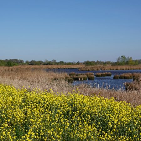 Bloeiend raapzaad langs Langmameer (Onlanden)