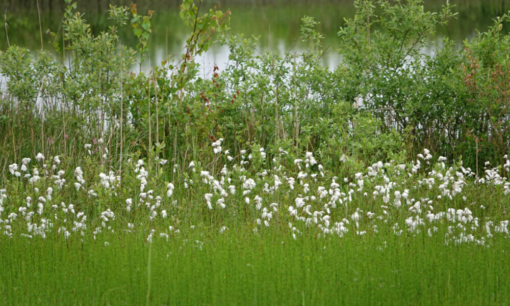 Bloeiend veenpluis (Onlanden)