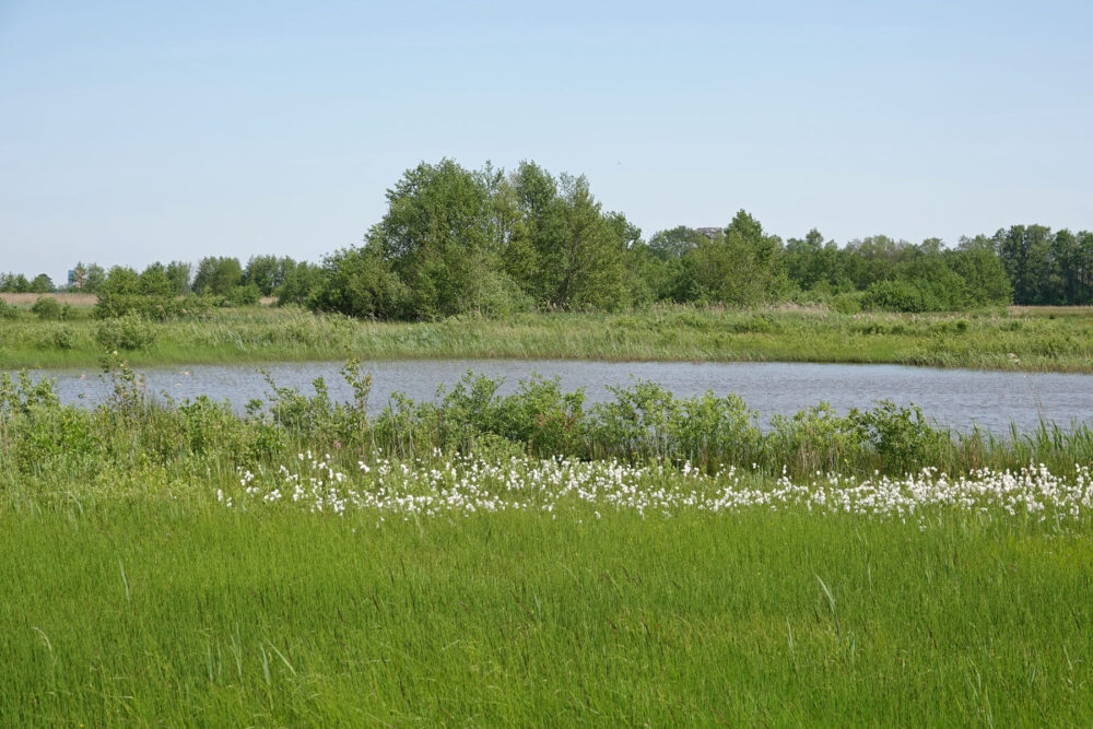 Bloeiend veenpluis in de Weeringsbroeken