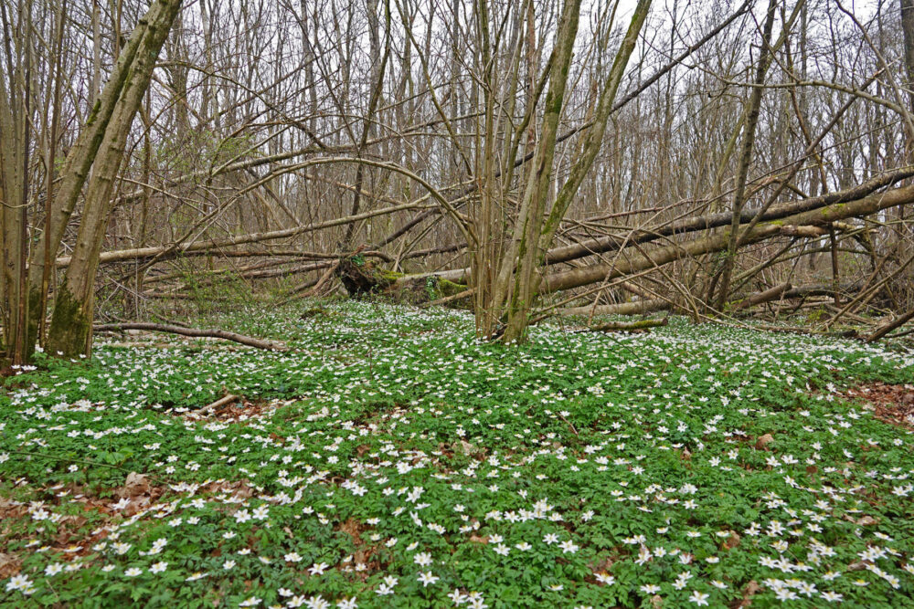 Bloeiende bosanemonen (Kleibosch)