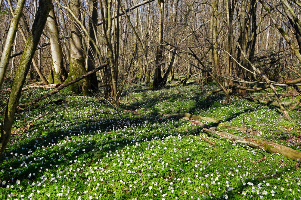 Bloeiende bosanemonen in het Kleibosch