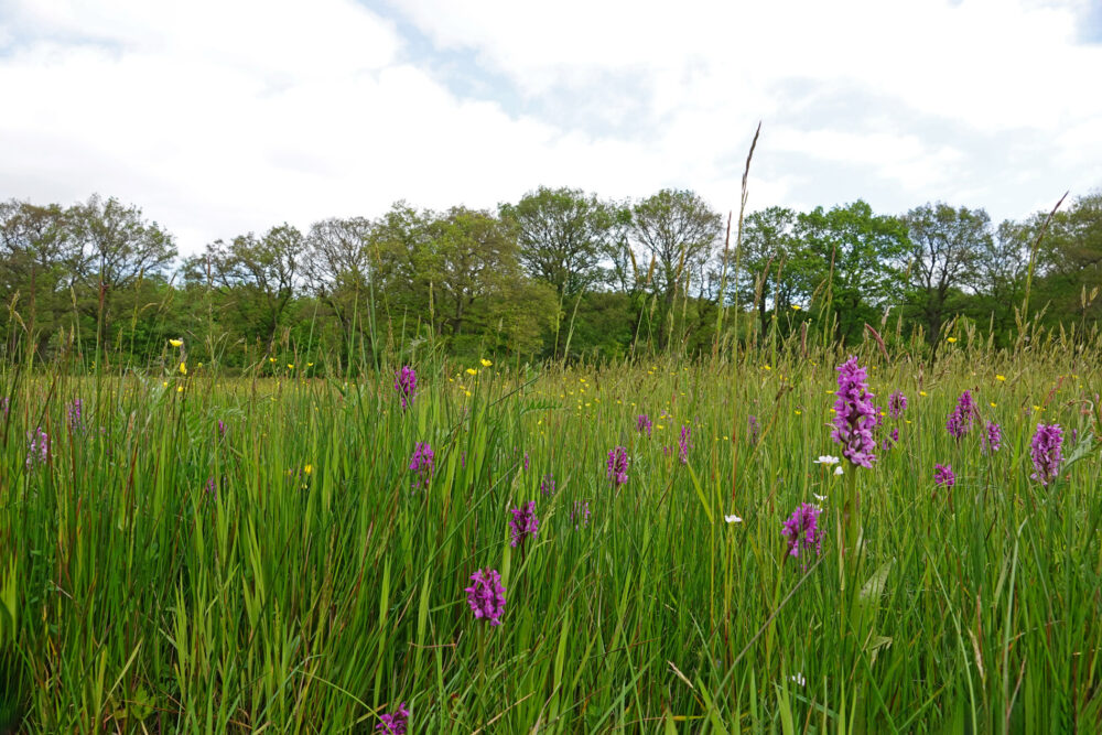 Bloeiende boterbloemen en orchideeën in het dal van het Anlooërdiepje (Drentsche Aa)