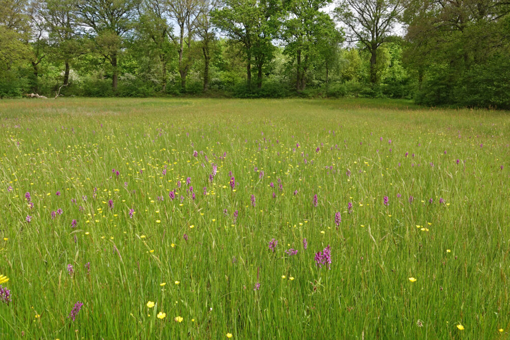 Bloeiende boterbloemen en orchideeën in het dal van het Anlooërdiepje (Drentsche Aa)