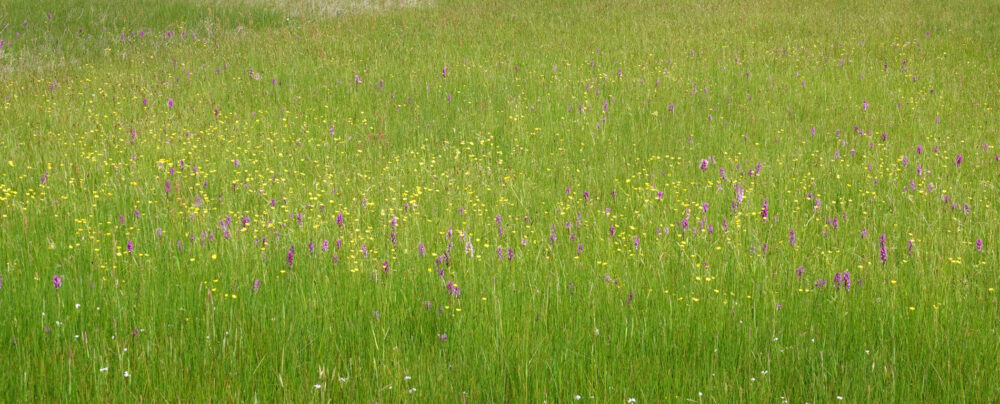 Bloeiende boterbloemen en orchideeën in het dal van het Anlooërdiepje (Drentsche Aa)